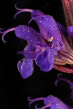 Salvia nemorosa 'Caradonna' RCP6-06 288.jpg